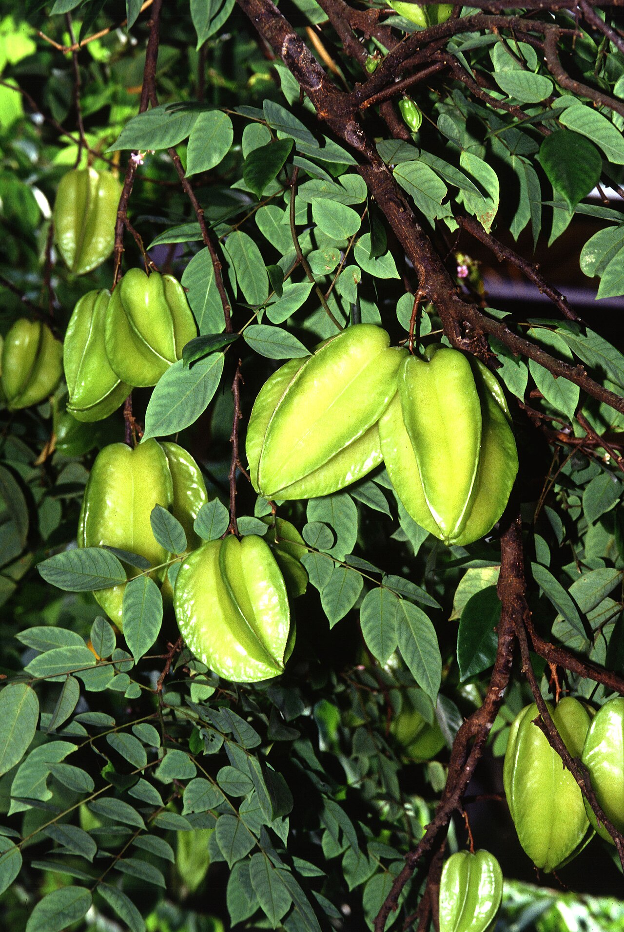 Buah Belimbing