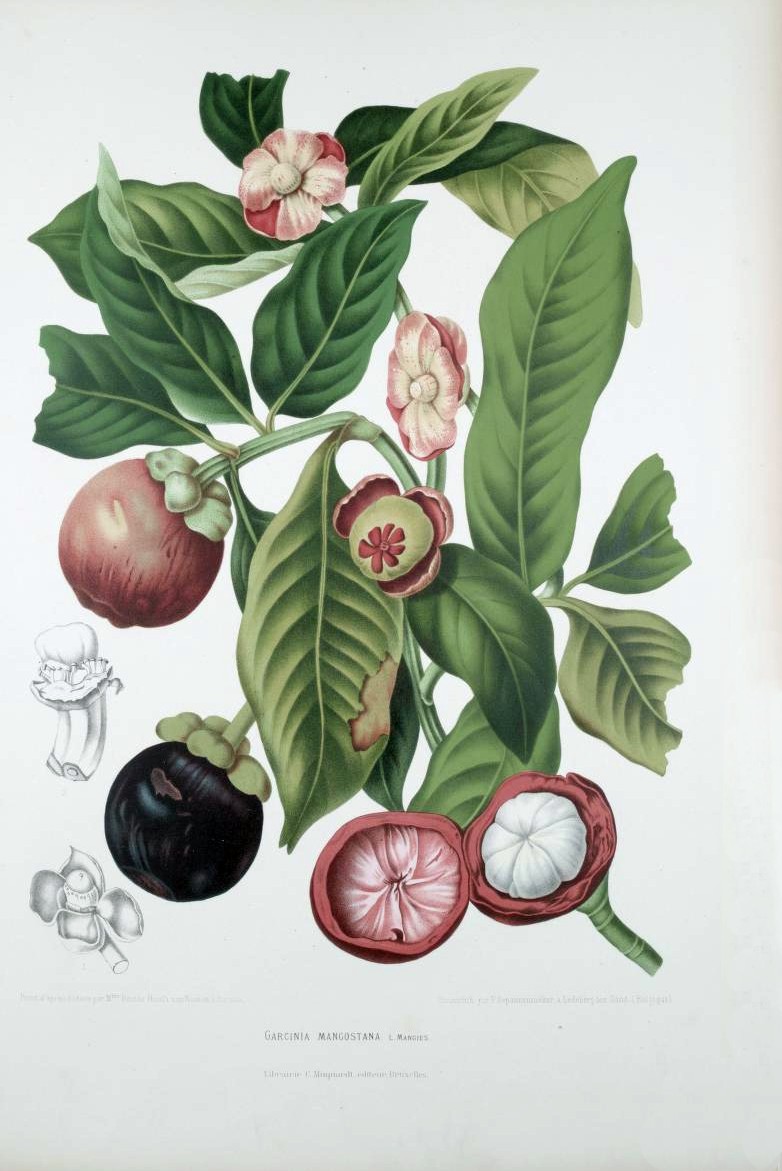 Buah Manggis