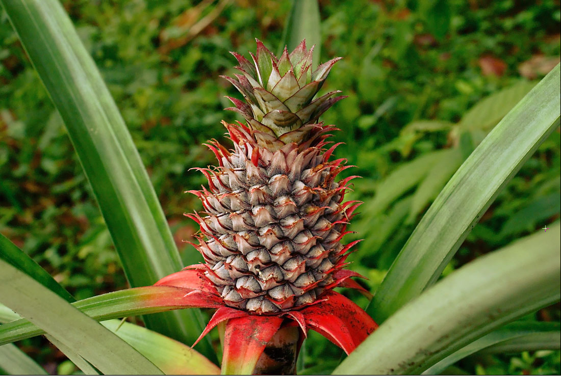 Buah Nanas