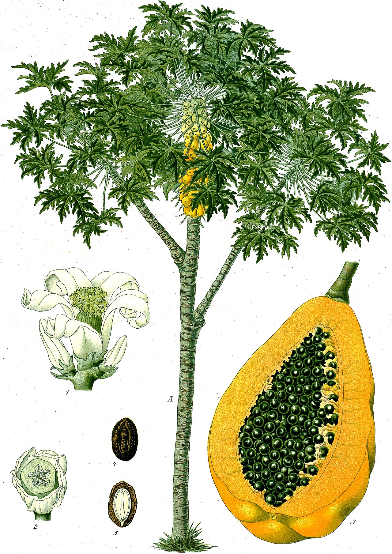 Buah Pepaya