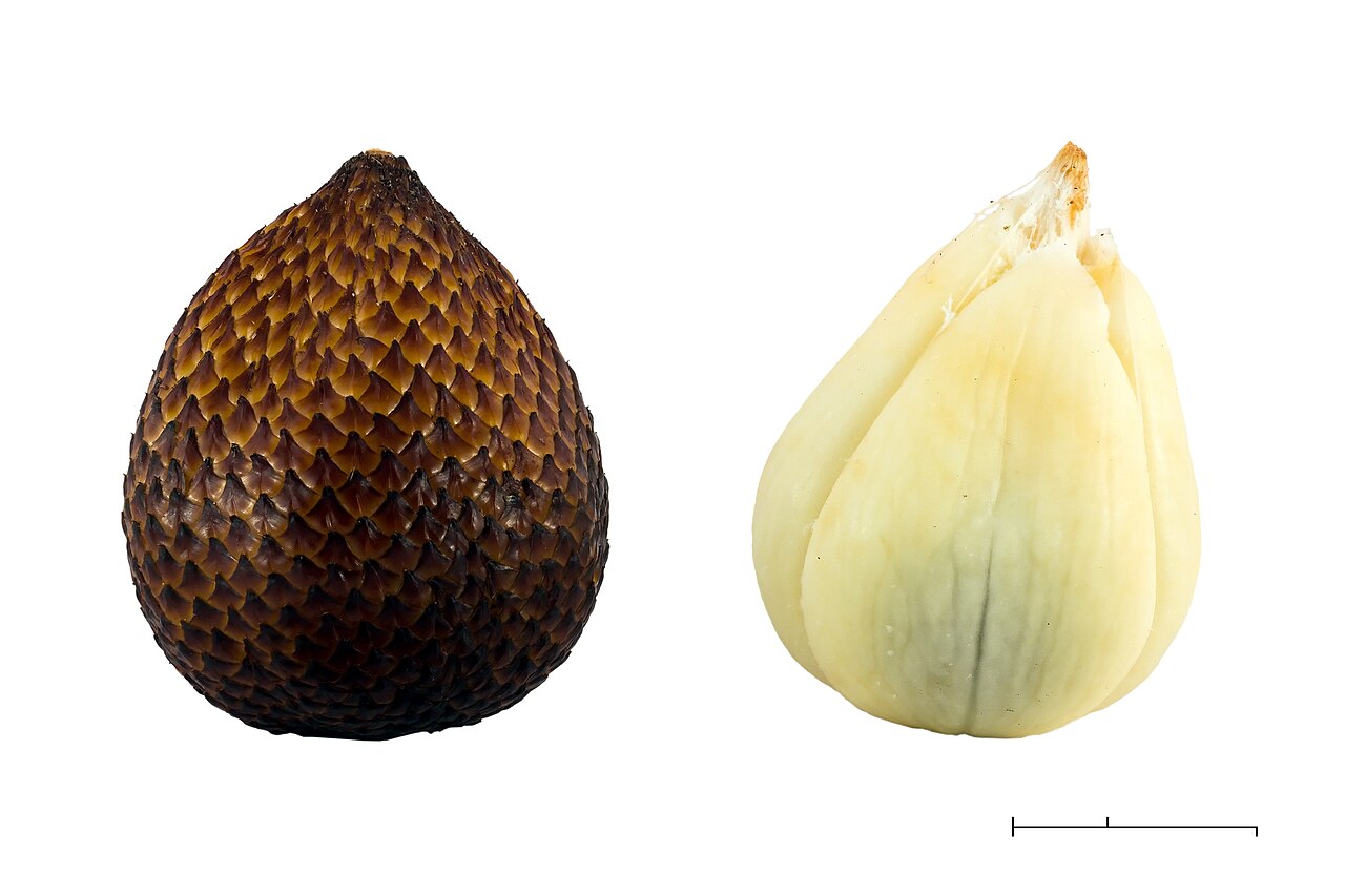 Buah Salak